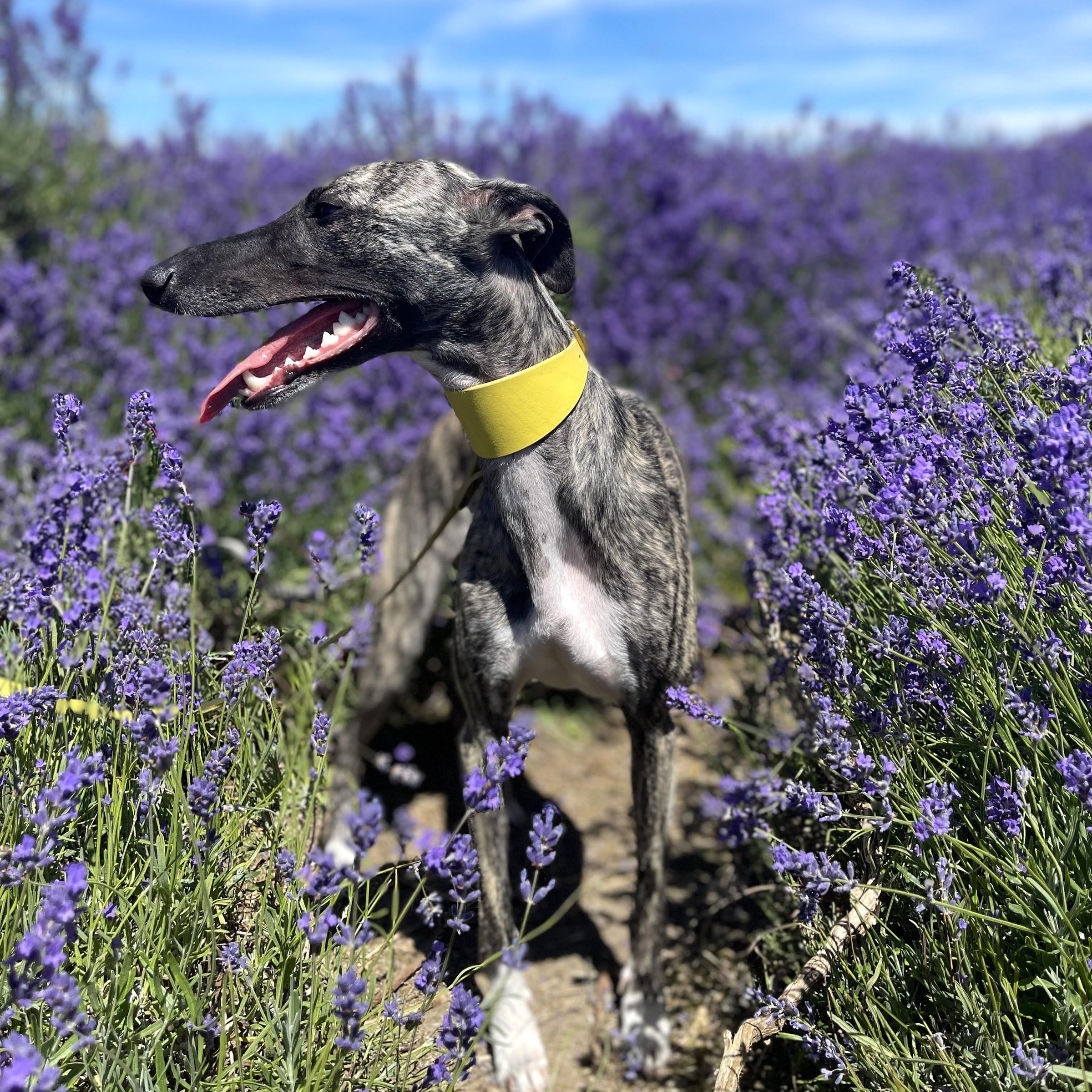 Leather Hound Collars yellow whippet