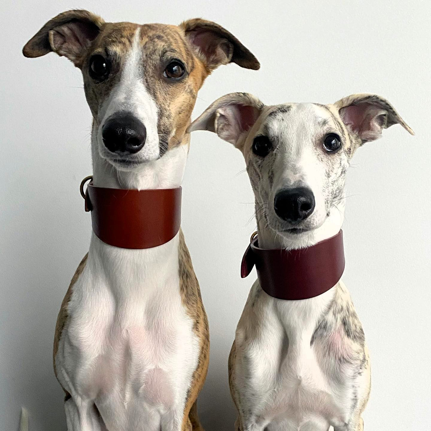 Personalised Leather Hound Collar British Burgundy