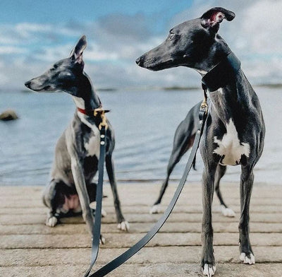 Two dog  solution