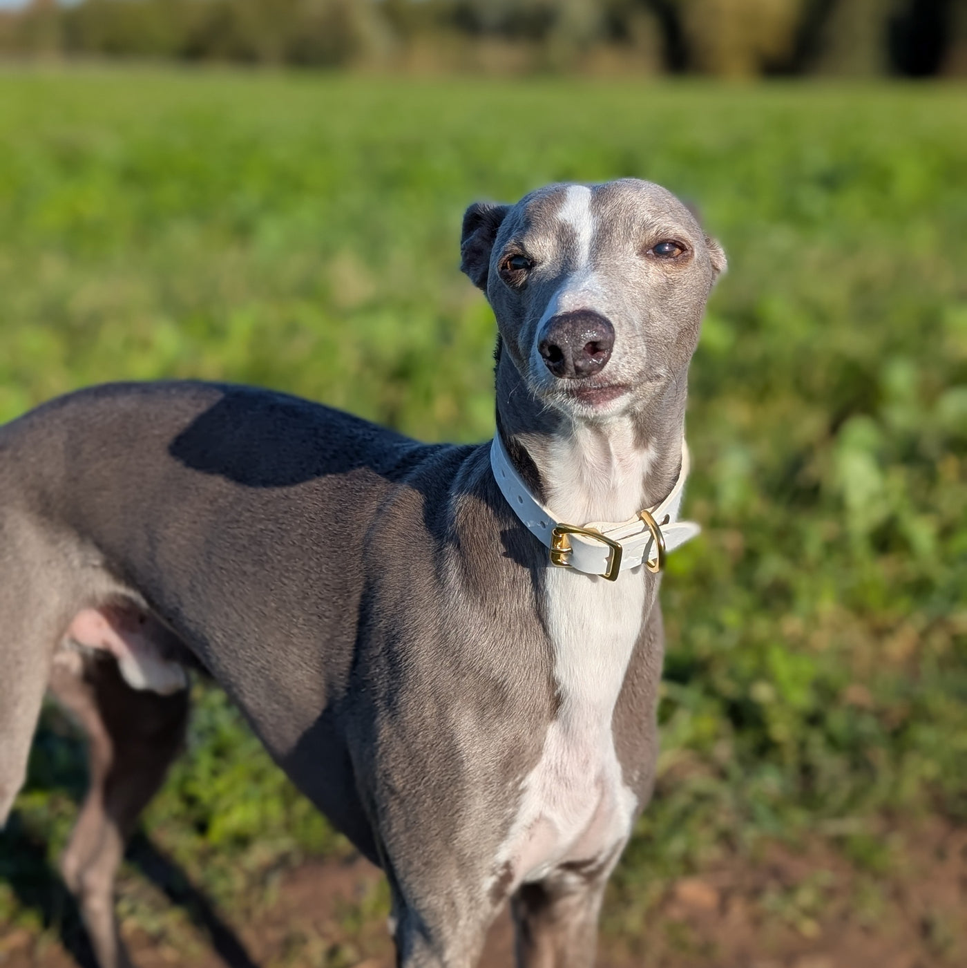 Christmas hound collar whippet