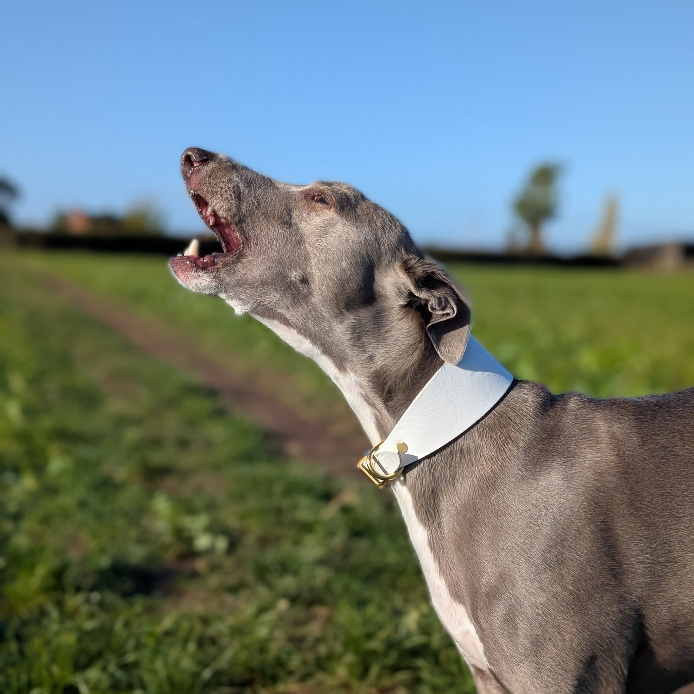 Christmas leather hound collar