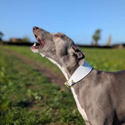 Christmas leather hound collar