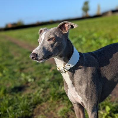 Christmas whippet collar