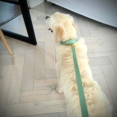 Custom Made Dog Collars golden retriever 