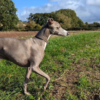 Whippet Collar and Lead Mink