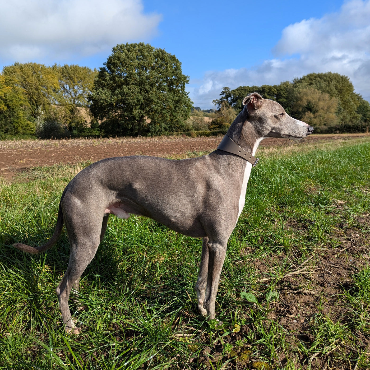 Whippet Collar and Lead Mink