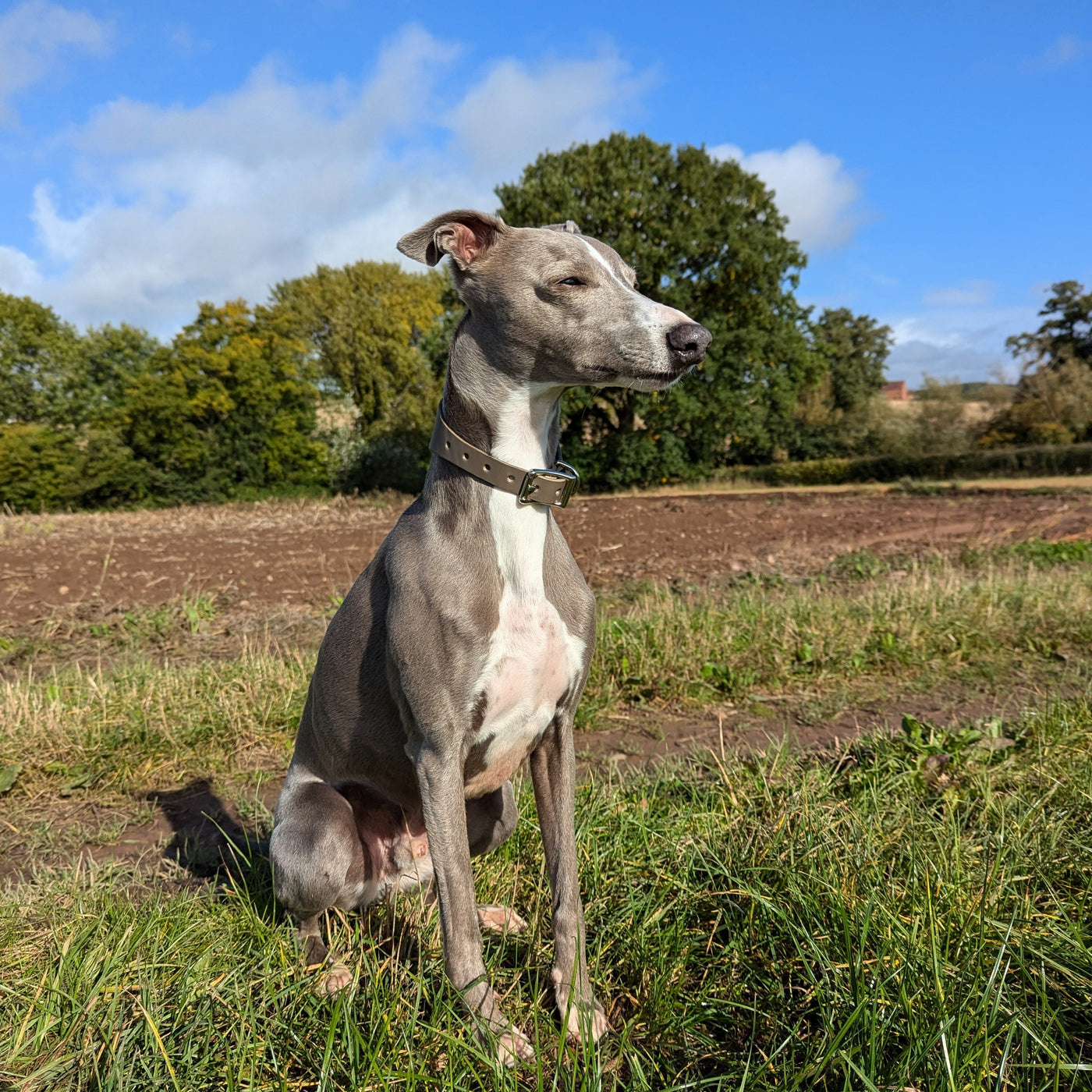 Whippet Collar and Lead Mink