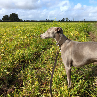 Whippet Collar and Lead Mink