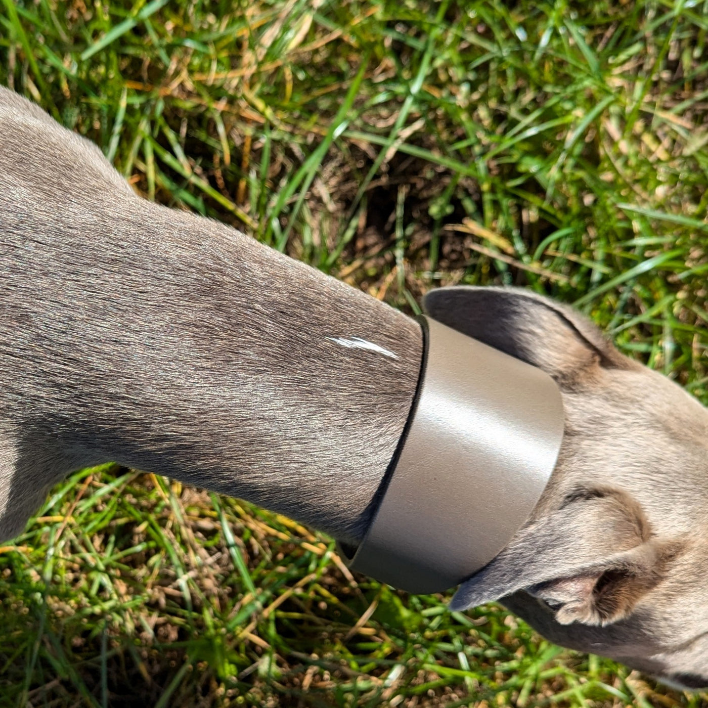 Whippet Collar and Lead Mink