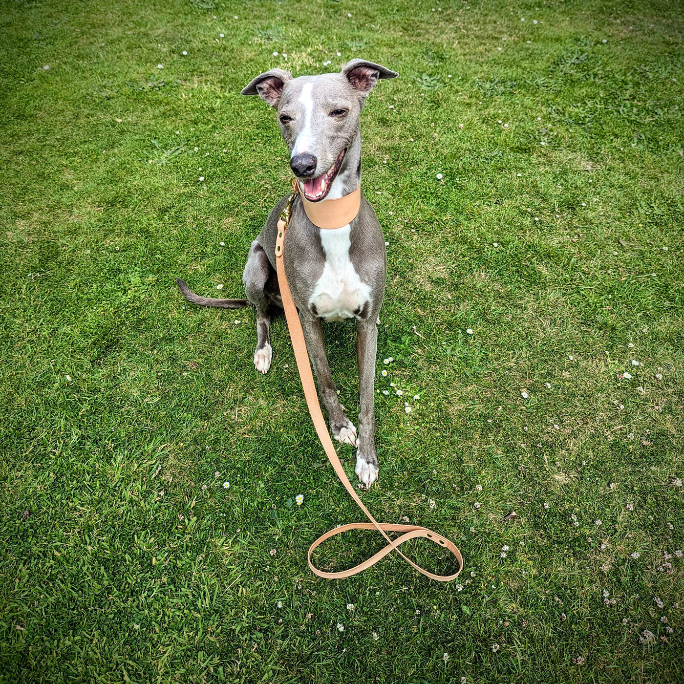 Luxury Leather Dog Lead - Naked