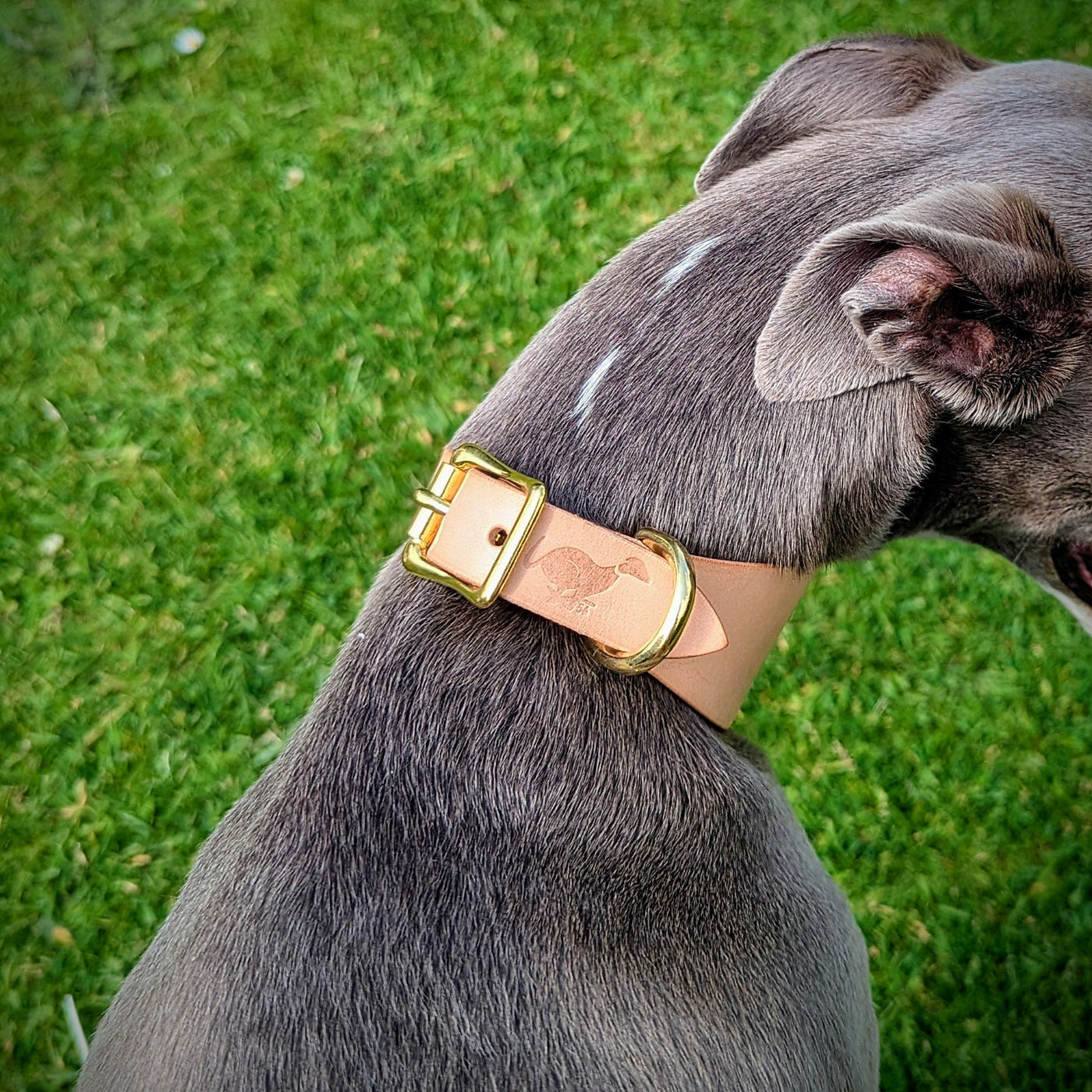Leather Hound Collars - Naked