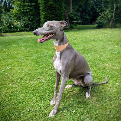 Leather Hound Collars - Naked