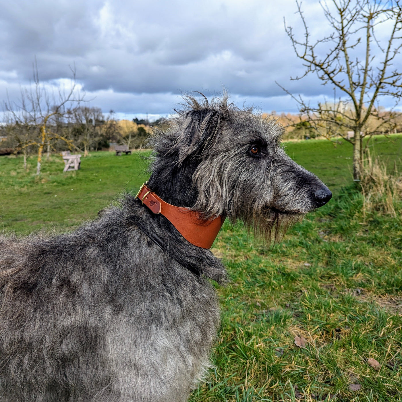 Leather Hound Collars Scottish deerhound