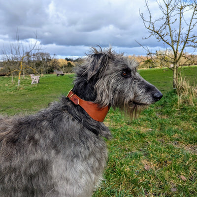 Leather Hound Collars Scottish deerhound