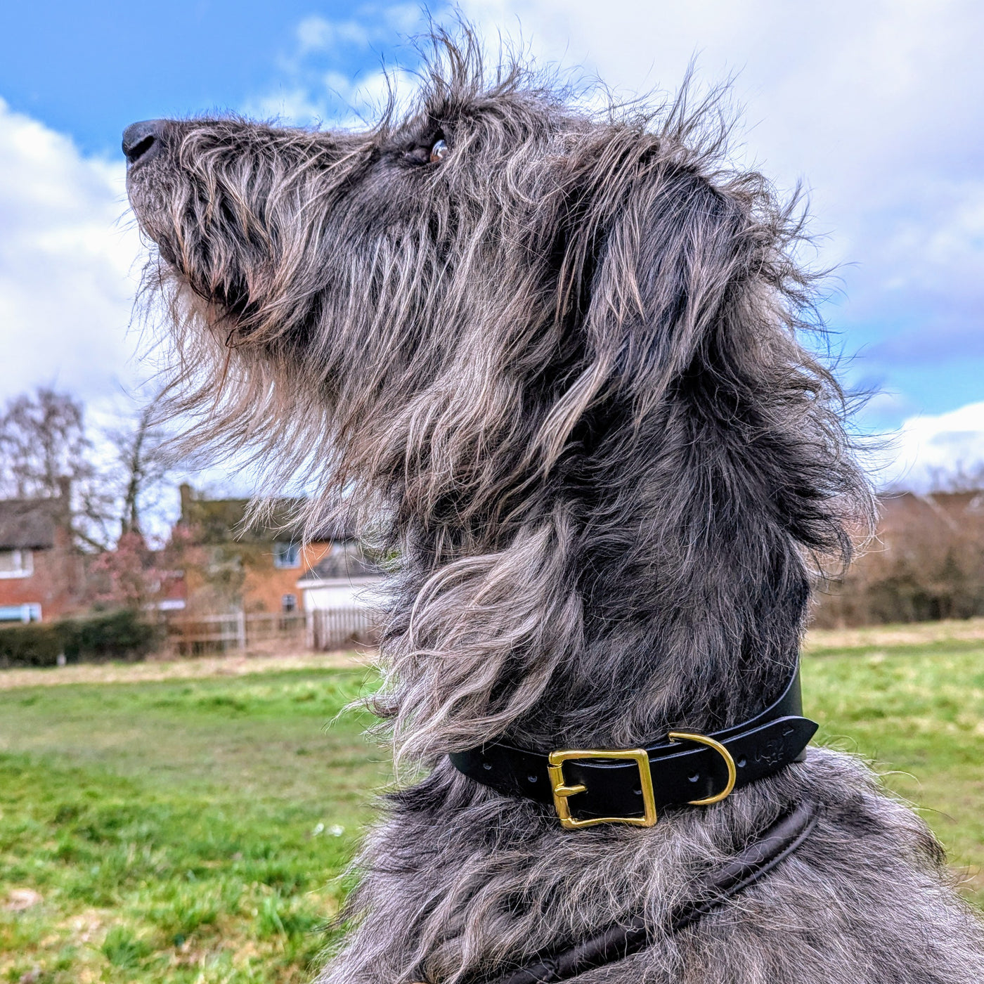Leather Hound Collars black deerhound