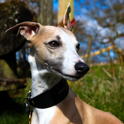 Leather Hound Collars black whippet 