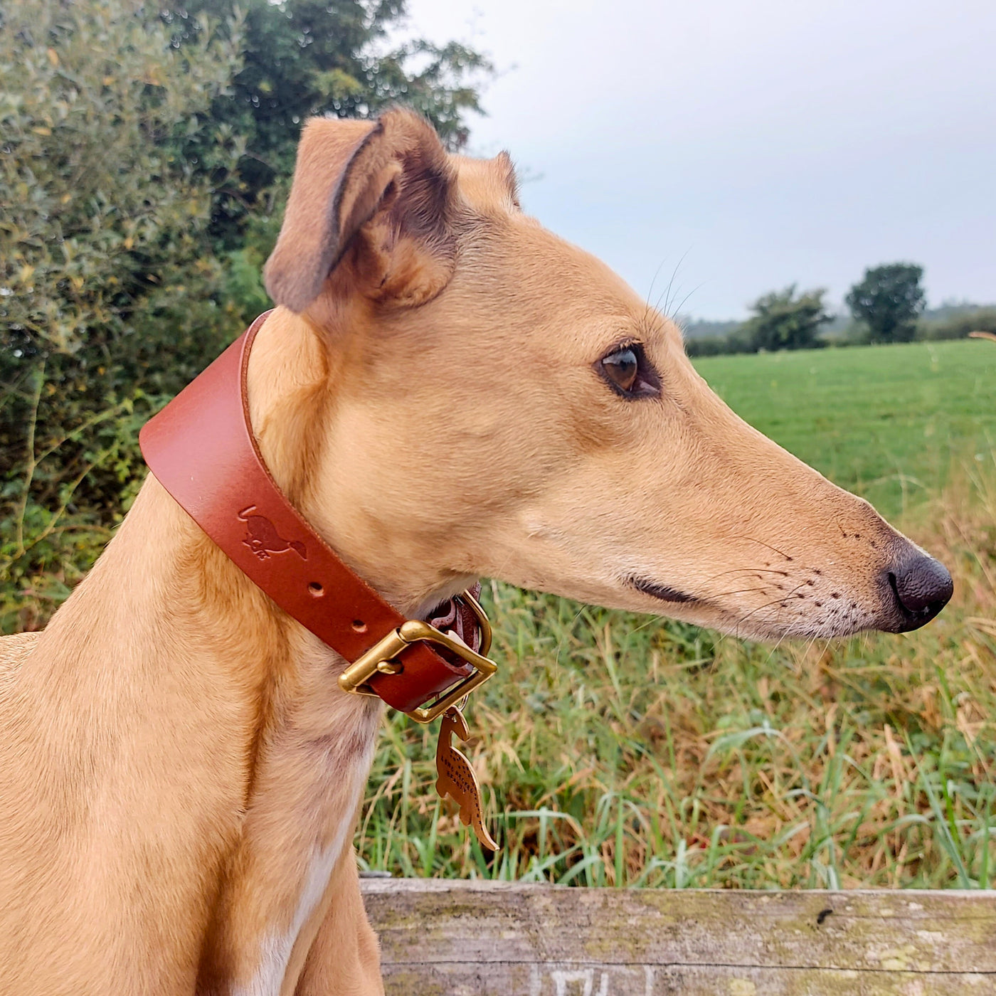 Leather Hound Collars brown lurcher