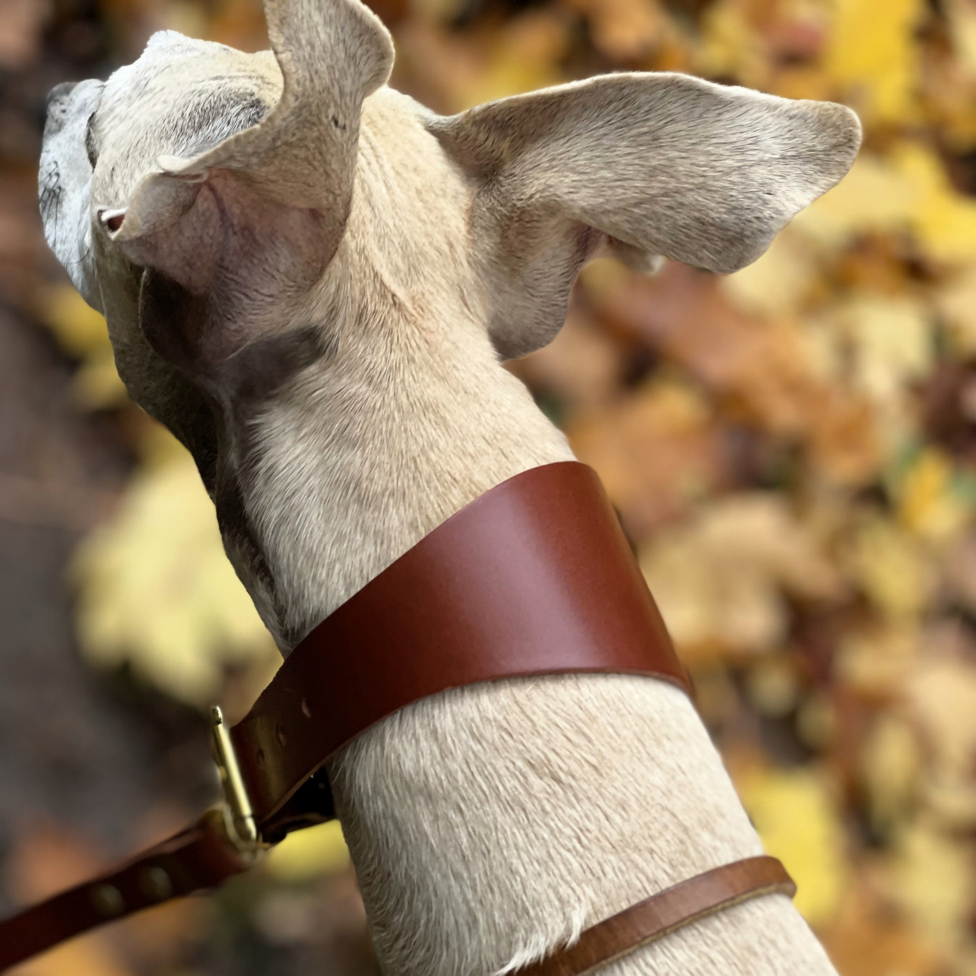 Leather Hound Collars handmade