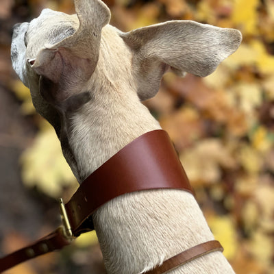 Leather Hound Collars handmade
