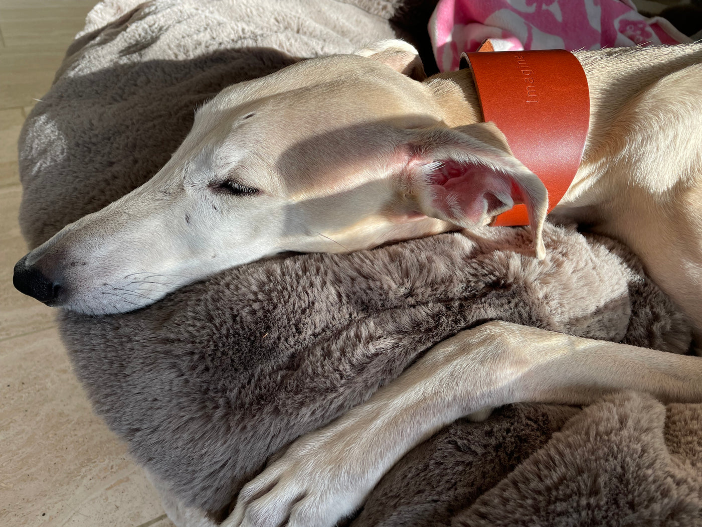 Leather Hound Collars handmade whippet