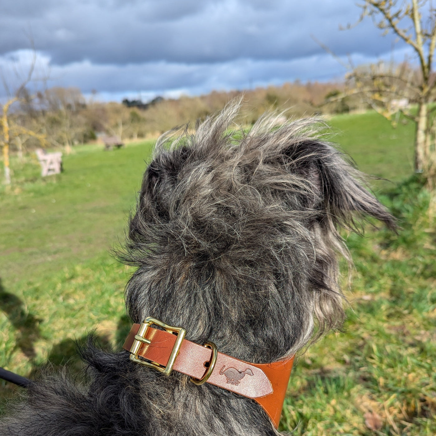 Leather Hound Collars large brown