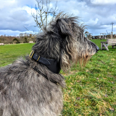 Leather Hound Collars large sighthound