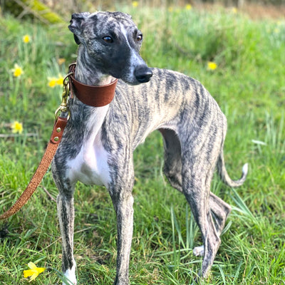 Leather Hound Collars lurcher whippet