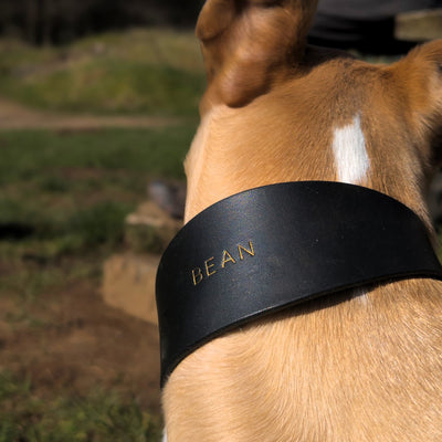 Leather Hound Collars navy blue