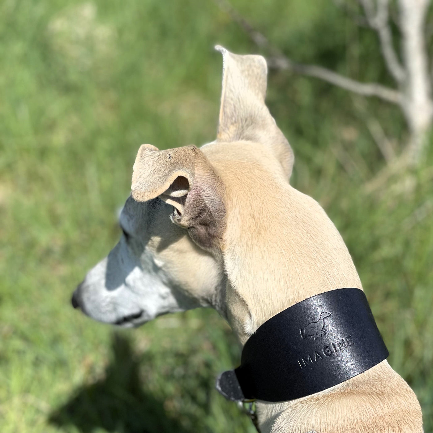 Leather Hound Collars navy whippet