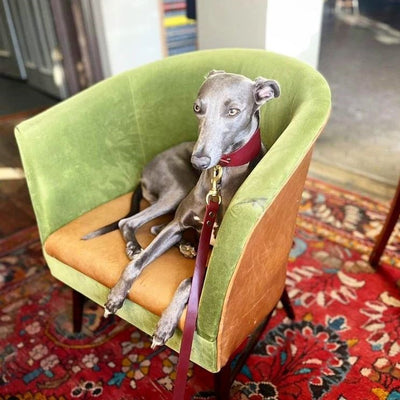 Leather Hound Collars purple whippet