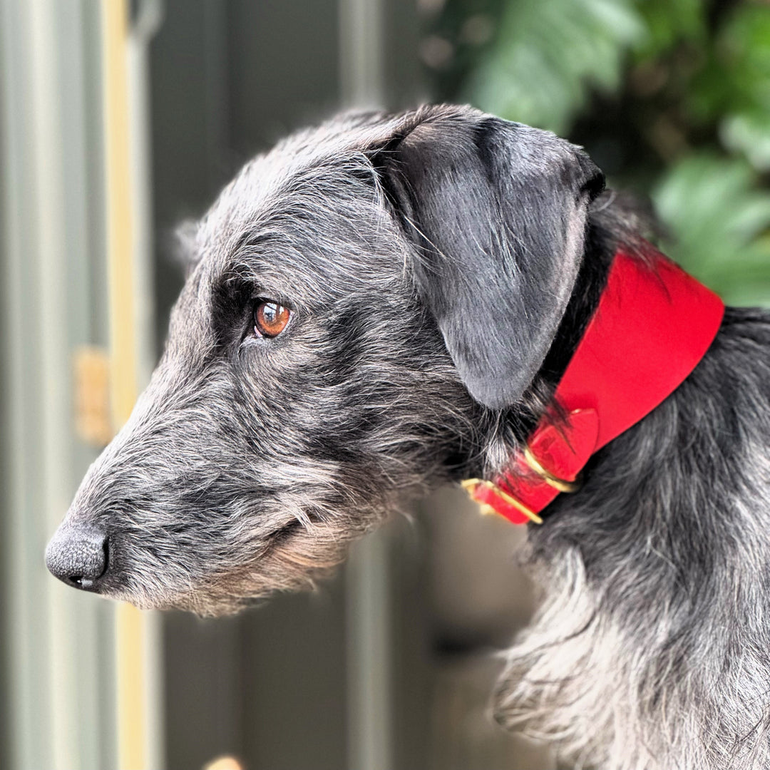 Greyhound Lurcher Puppy Collar Leather Hound Collars Cavendish Red – Cub Grey