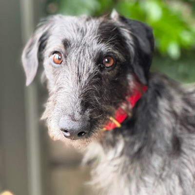 Leather Hound Collars red uk lurcher