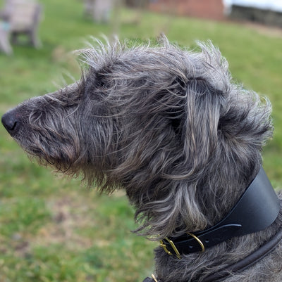 Leather Hound Collars scottish deerhound black