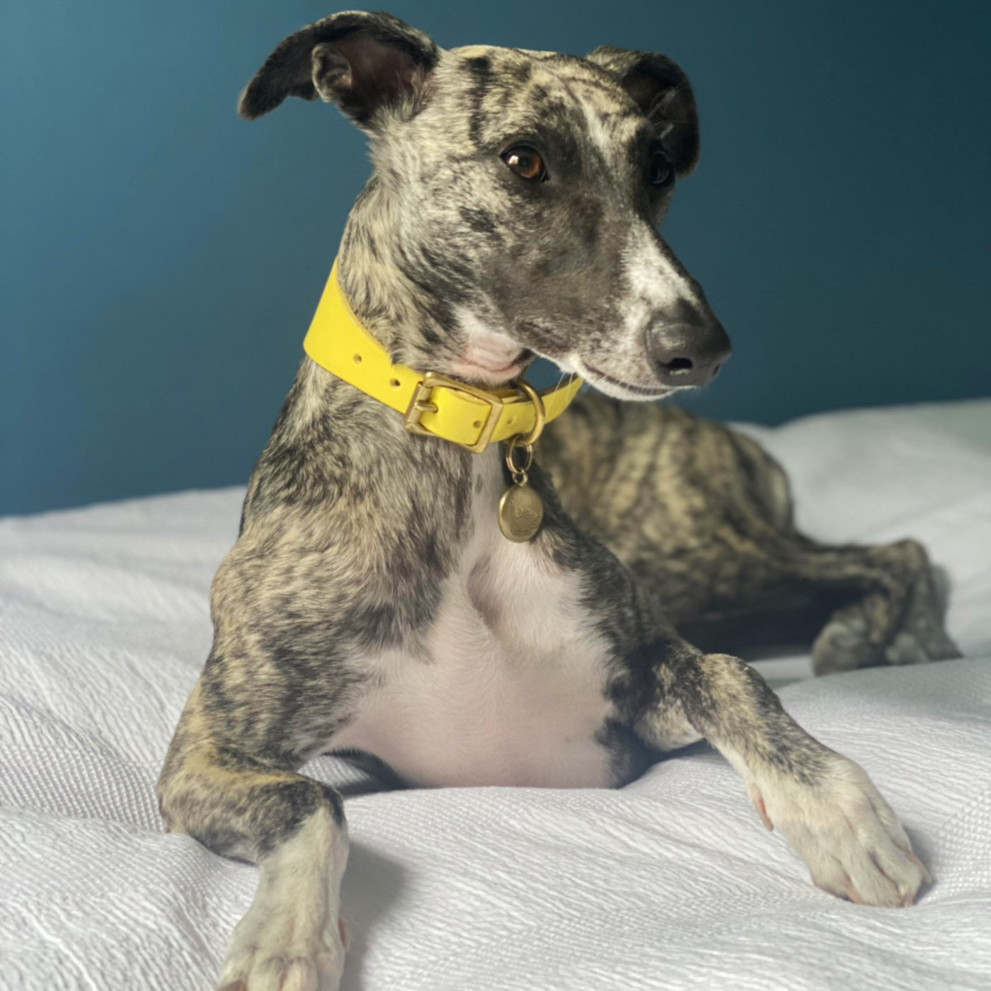Leather Hound Collars yellow lurcher