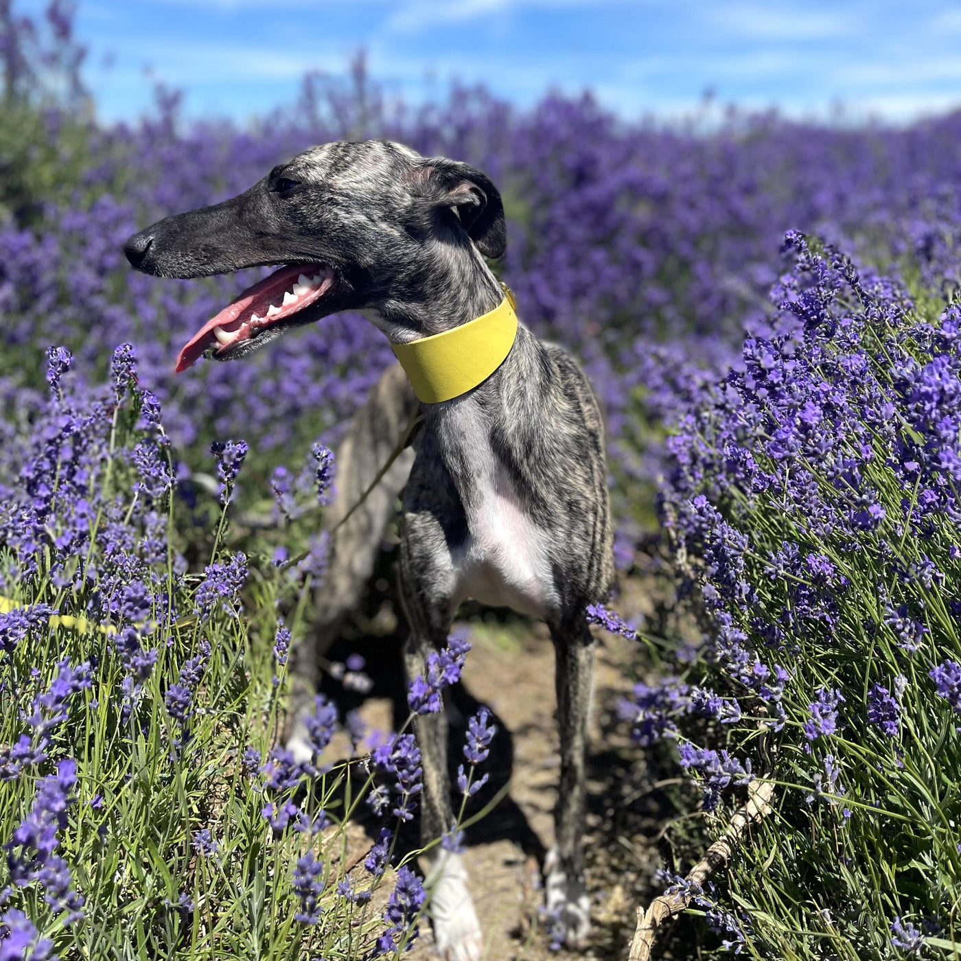 Leather Hound Collars yellow whippet