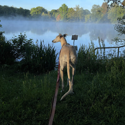 Leather Training Lead extra long whippet