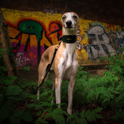 Luxury Leather Dog Lead black whippet