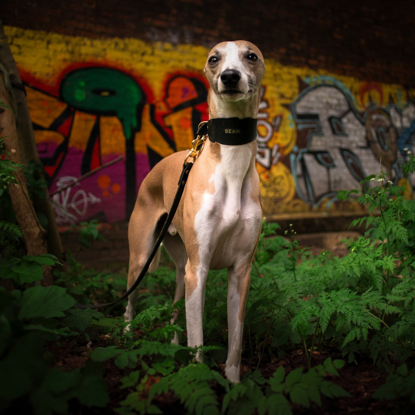 Luxury Leather Dog Lead blue whippet