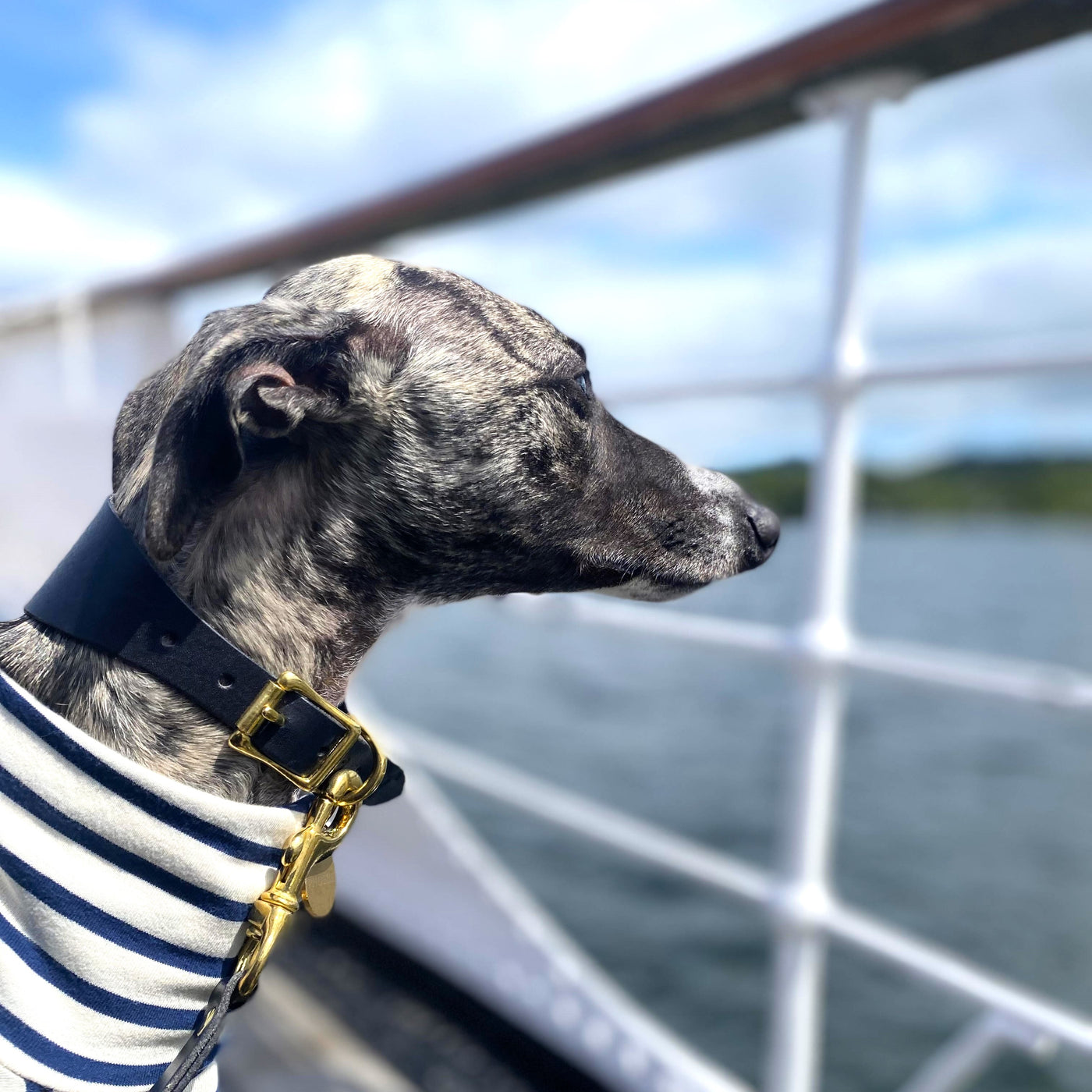 Luxury Leather Dog Lead navy blue whippet