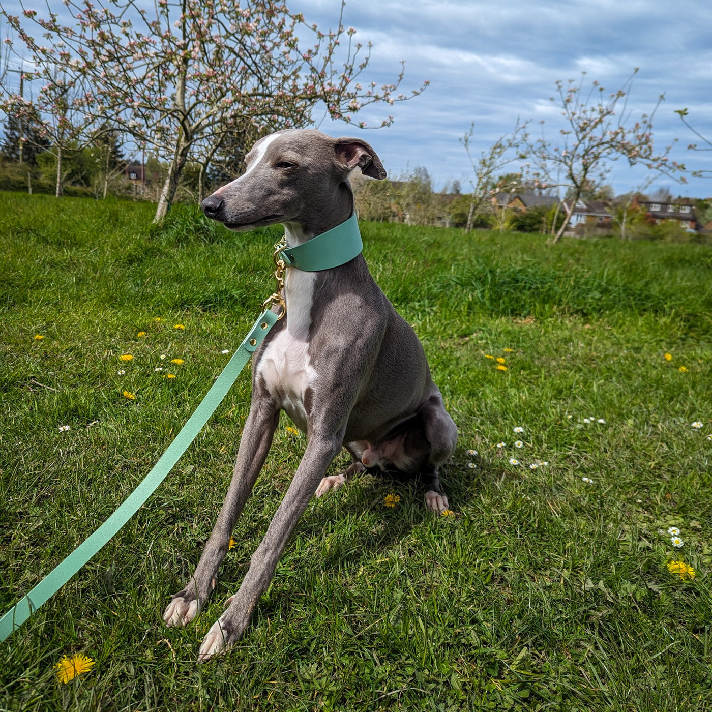 Luxury Leather Dog Lead spring sighthound
