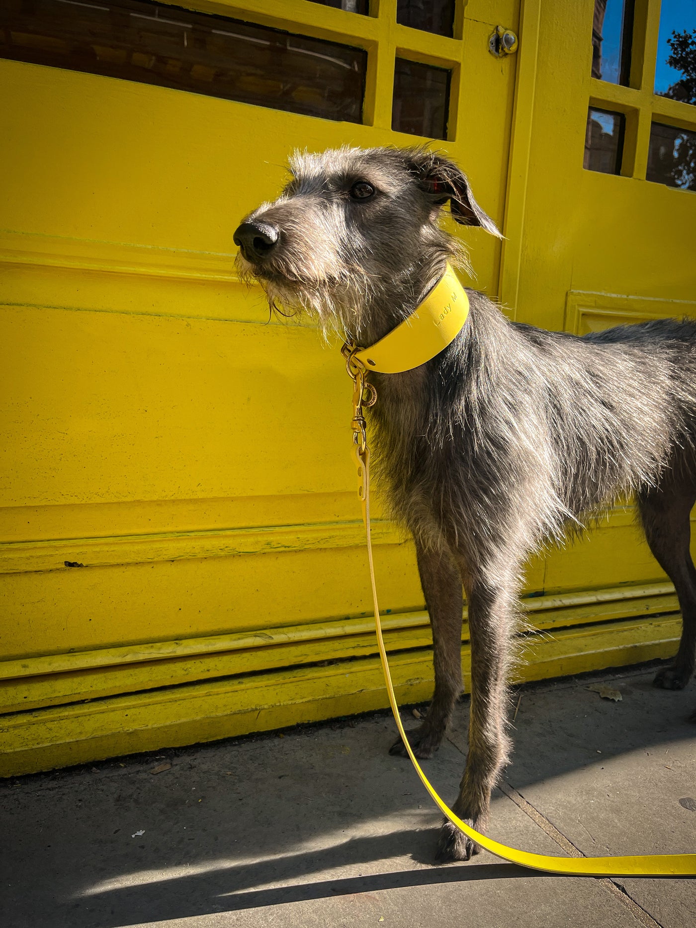 Luxury Leather Dog Lead yellow lurcher