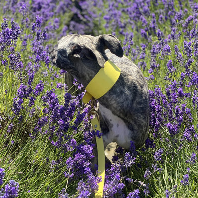 Luxury Leather Dog Lead yellow whippet