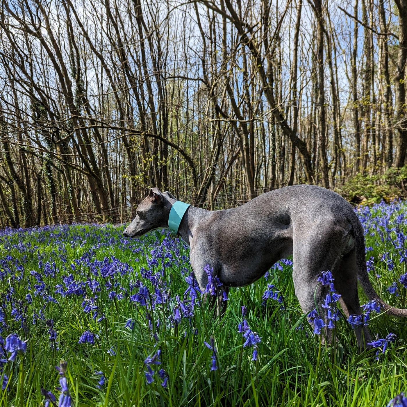 Moriarty Leather Hound Collar in Pistachio