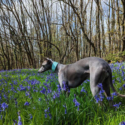 Leather Hound Collars - Pistachio