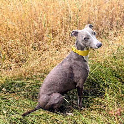 Leather Hound Collars - - Salcombe Yellow