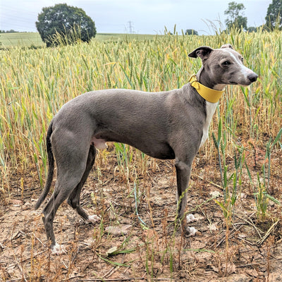 Whippet Collar and Lead - Salcombe Yellow