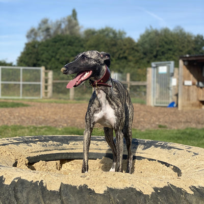 Whippet Collar and Lead British Burgundy