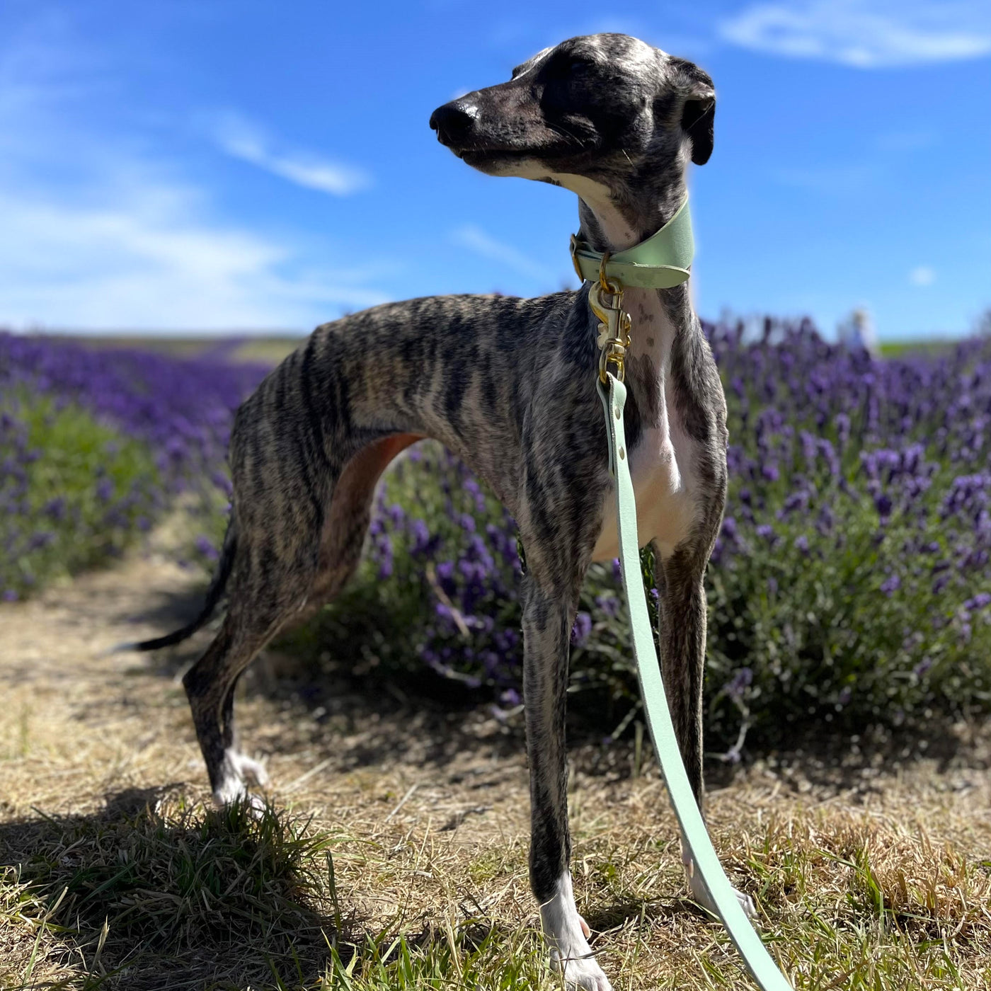 Whippet Collar and Lead - Pistachio
