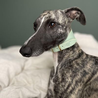Whippet Collar and Lead - Pistachio