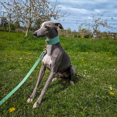 Luxury Leather Dog Lead - Pistachio
